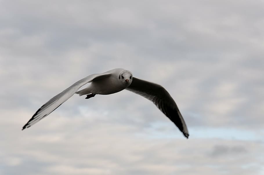 seagull, bird, flight, clouds, animal, water bird, animal themes HD wallpaper