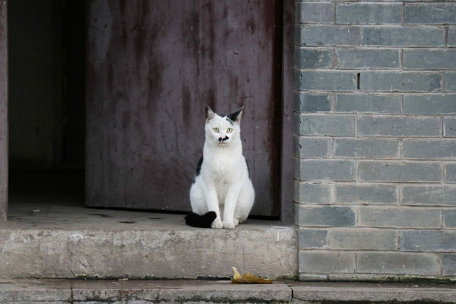 cat in the door, cat sitting beside gray brick wall front of brown wooden door HD wallpaper