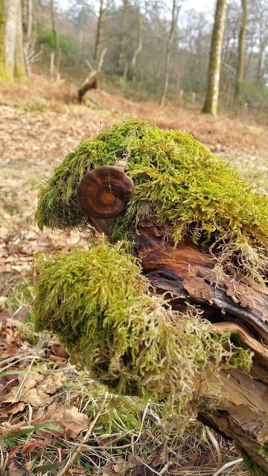 Mushroom, Toadstool, Moss, Nature, fungus, autumn, season, fungi HD wallpaper