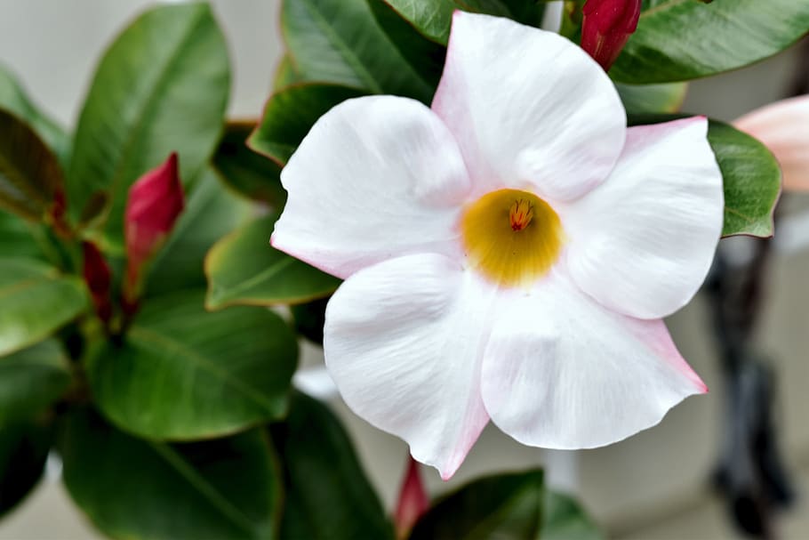 1920x1080px | free download | HD wallpaper: flower, mandevilla, bloom