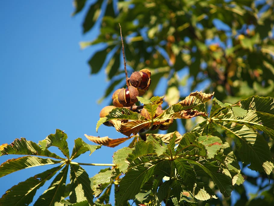 Chestnut, Fruit, Prickly, autumn, pieksig, nature, tree, leaf HD wallpaper