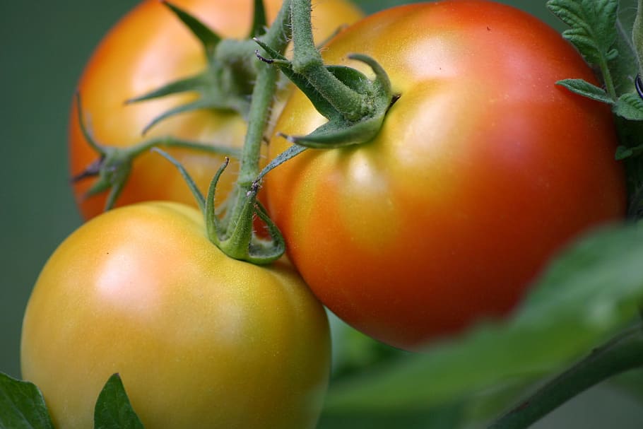 Tomato, Vegetable, tomatoes, summer, vegetarian, agriculture HD wallpaper