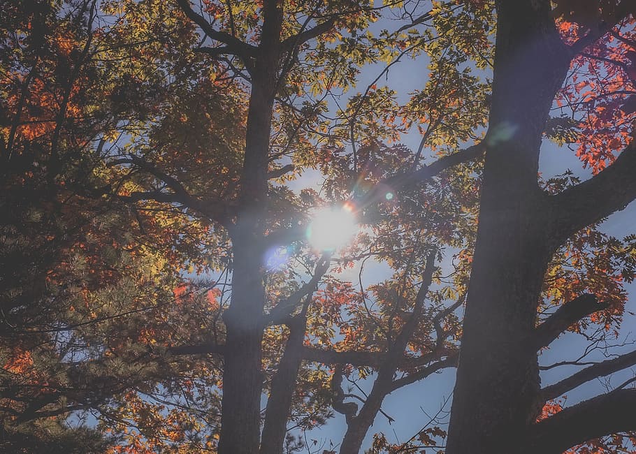 tree, nature, plant, sunlight, sunshine, sunrise, autumn, sunbeam HD wallpaper