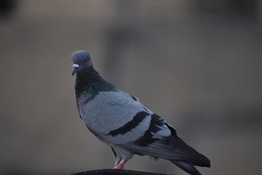 pigeon, bird, feathers, animal wildlife, animal themes, animals in the wild HD wallpaper