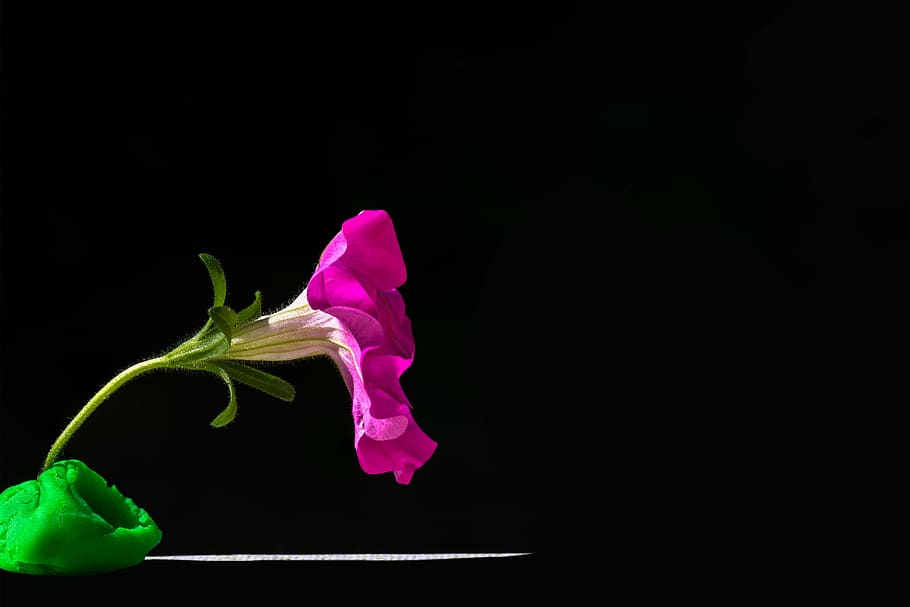 petunia, ornamental plant, flower, blossom, bloom, nachtschattengewächs, HD wallpaper