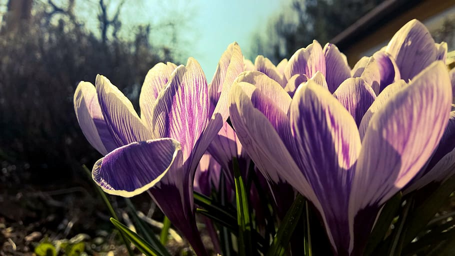 bloom, blossom, crocus, flora, flowers, nature, plant, tulip HD wallpaper