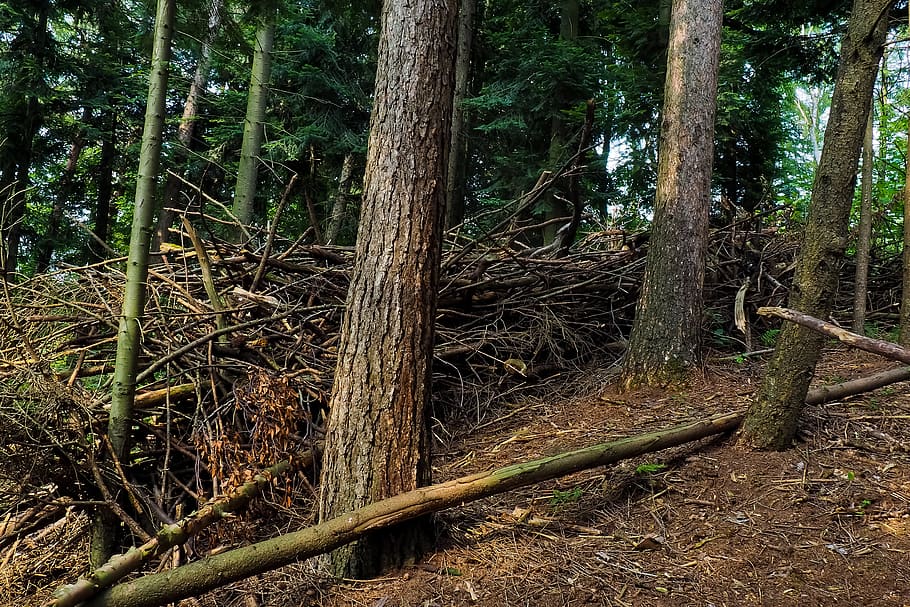 forest, trees, branches, landscape, forests, old tree, log HD wallpaper