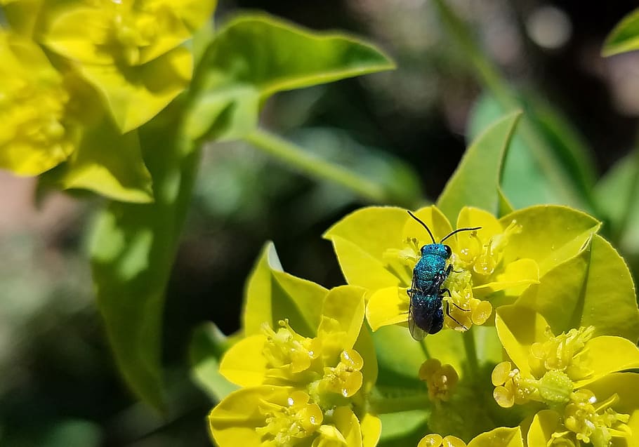 spring, bug, wasp, flower, yellow, blue, turquoise, nature HD wallpaper