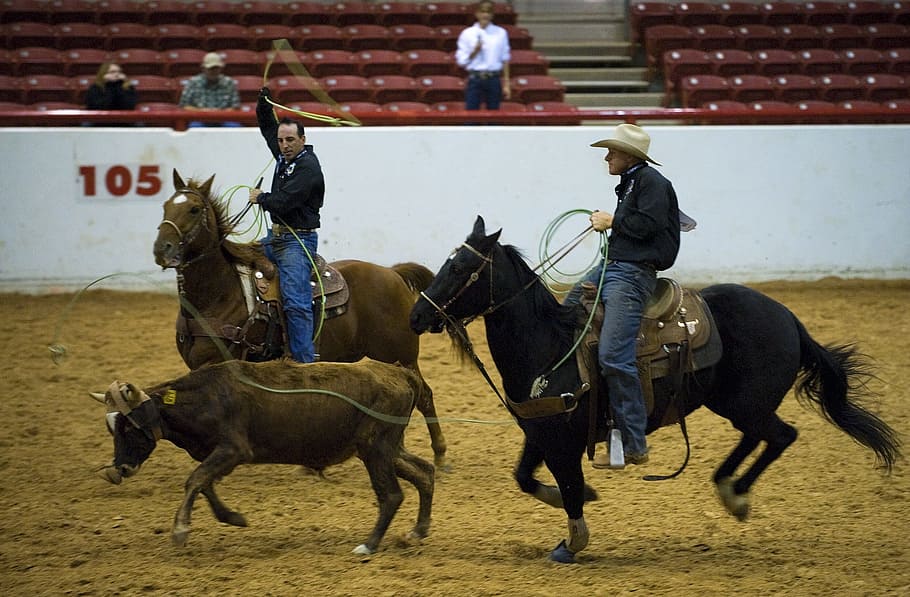 Rodeo life Rodeo horses Calf roping