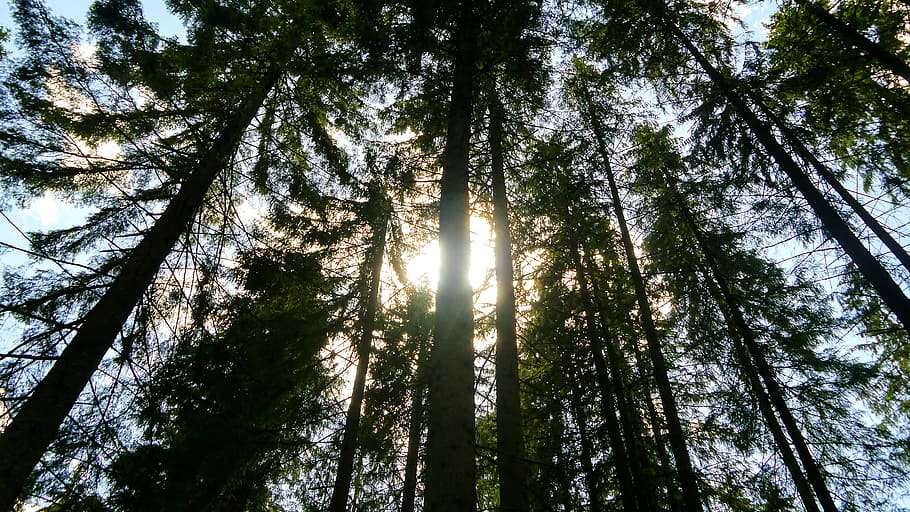 forest, tree, shadow, green, the sun, foliage, needles, trunk HD wallpaper