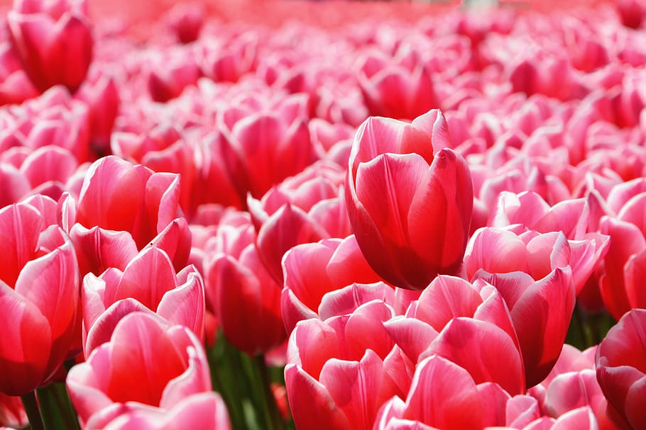Red tulips in field, nature, flower, flowers, plant, springtime, HD wallpaper