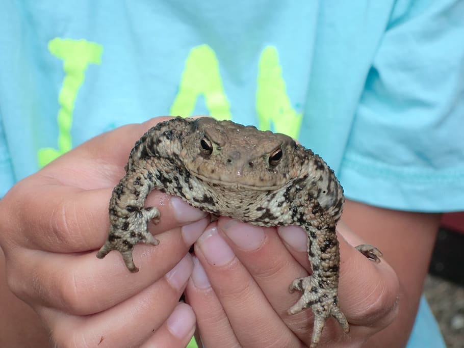 toad in hand, child, close, human hand, human body part, one person HD wallpaper