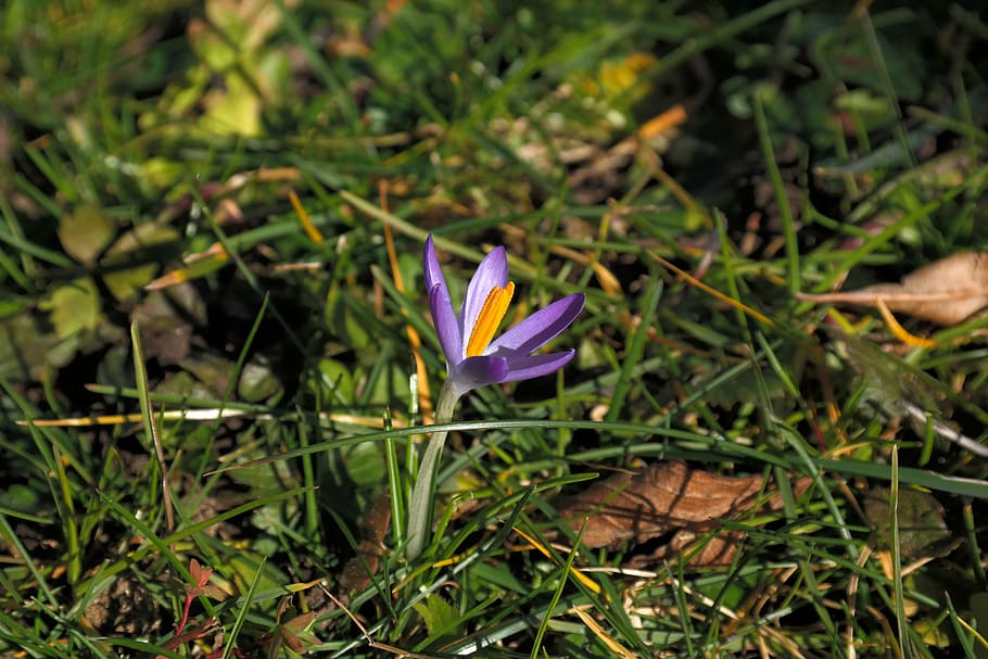 crocus, blossom, bloom, flower, purple, close, spring, colorful HD wallpaper