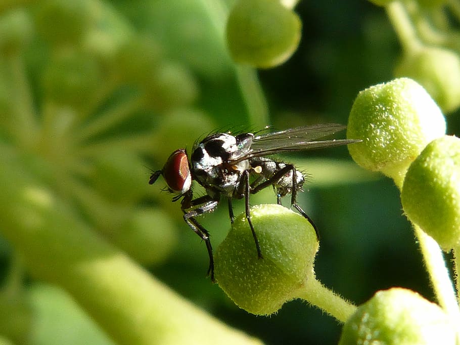 selective focus photography of fly on plant, nuisance, botfly HD wallpaper