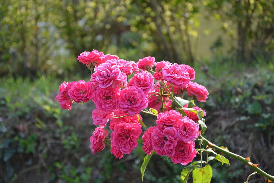 roses, rosebush, branch, green leaves, climbing rose, plants, HD wallpaper