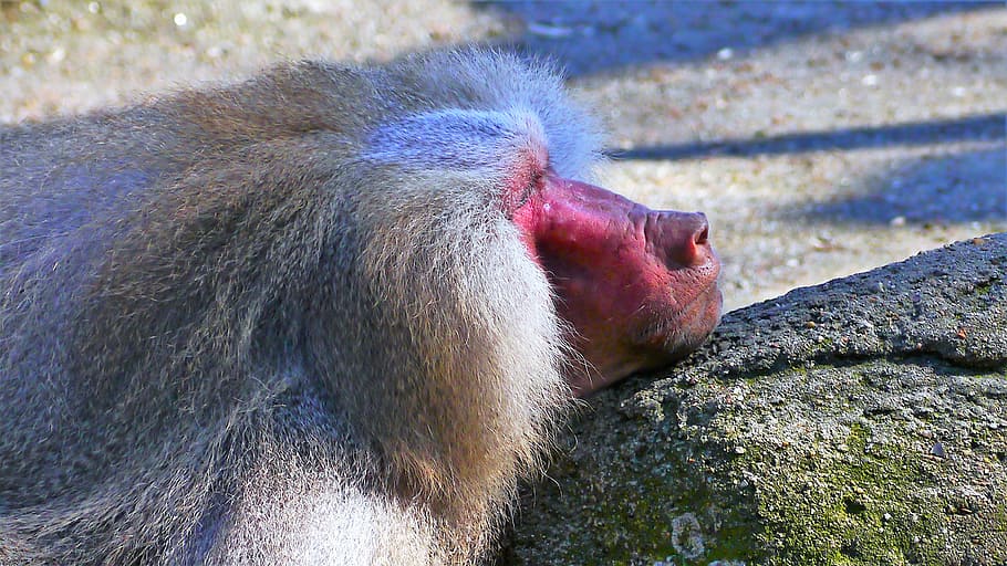 Monkey, Primate, Baboon, Mammal, wildlife photography, face HD wallpaper