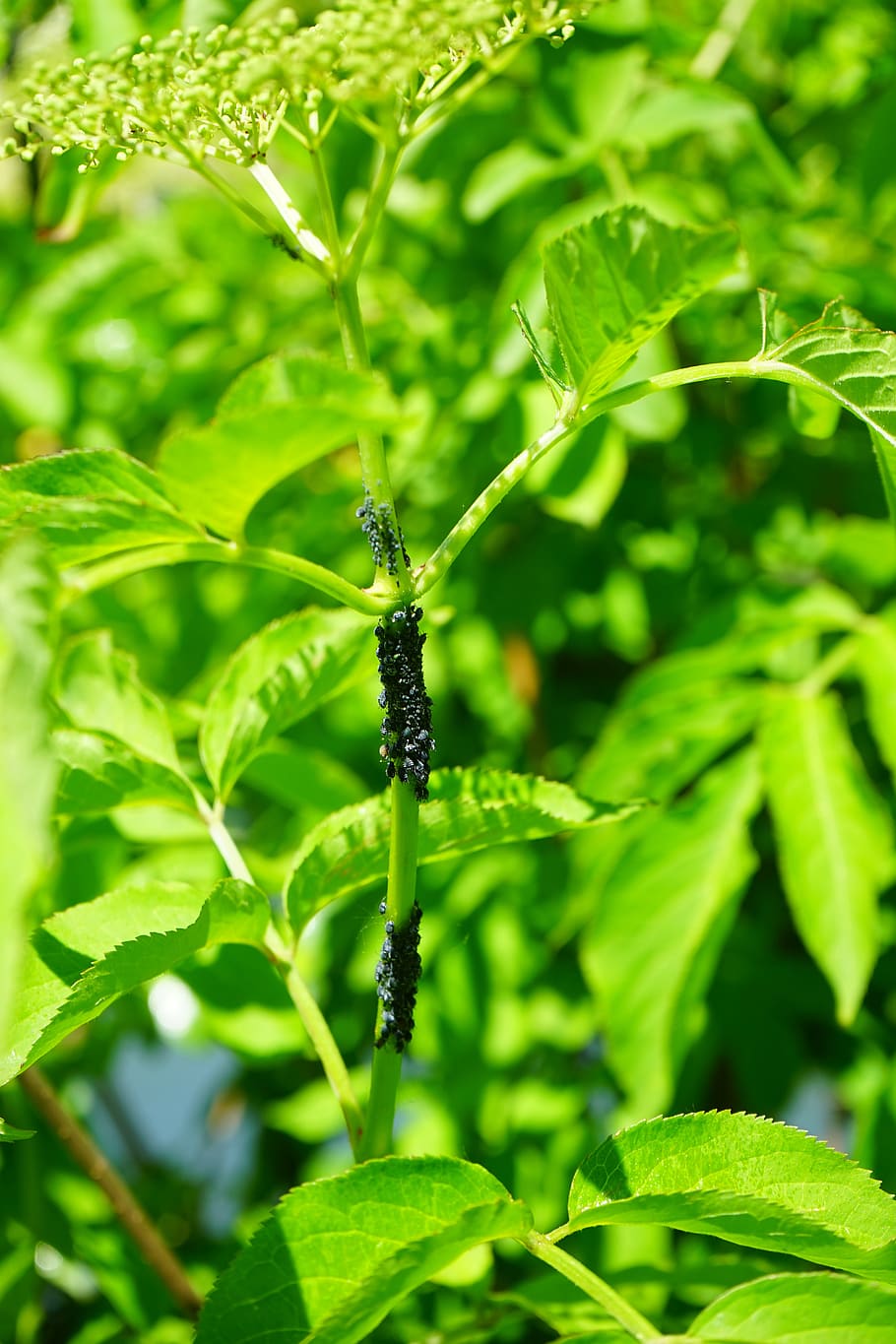 black elder aphids, lice, pests, infestation, vermin, aphis sambuci
