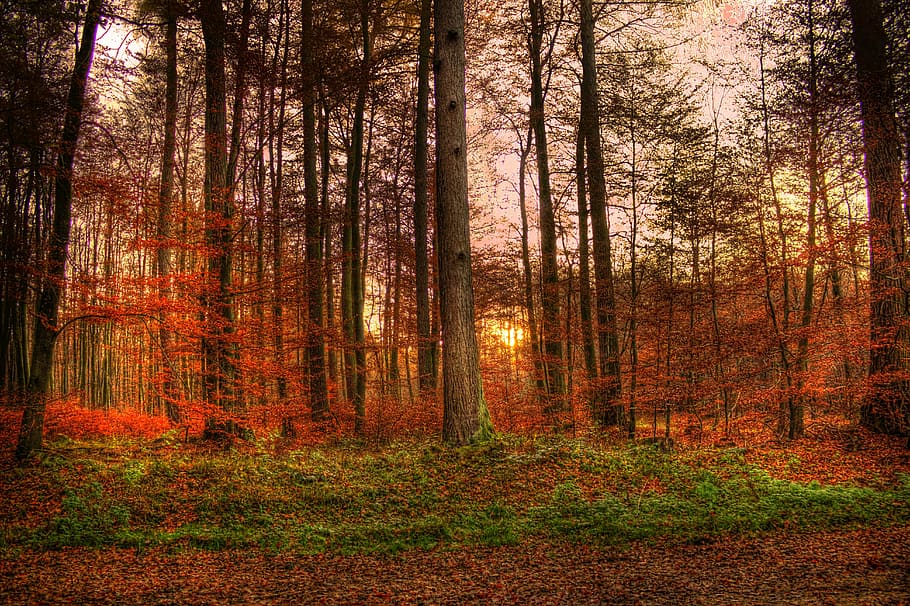 trees near plants in forest, sunset, abendstimmung, nature HD wallpaper
