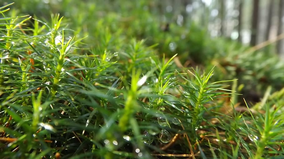 dew, forest, plants, nature, green, light, needles, macro, trees HD wallpaper