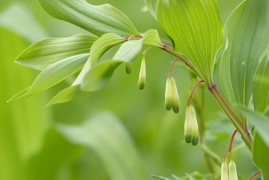 polygonatum odoratum, spring, flowers, bud, natural, edible wild plants HD wallpaper