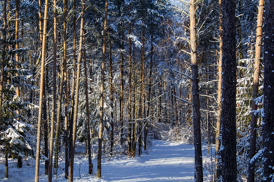 forest, snow, winter, trees, nature, winter forest, pine, landscape HD wallpaper