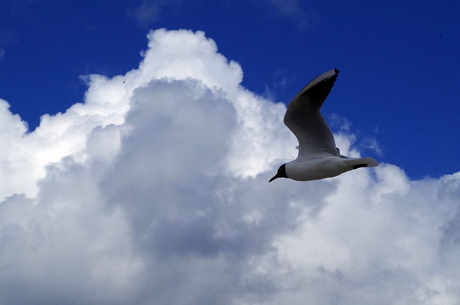 seagull, sky, nature, flight, dom, clouds, storm clouds, wings HD wallpaper