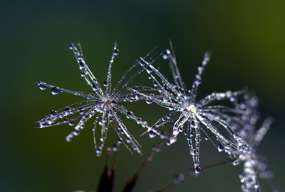 close photo of snowflakes, dandelion, drops, macro, plant, water HD wallpaper