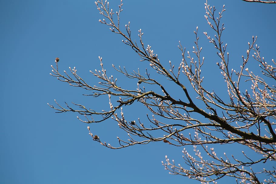 bud, spring, chestnut, bloom, tree, branch, sky, nature, blue HD wallpaper