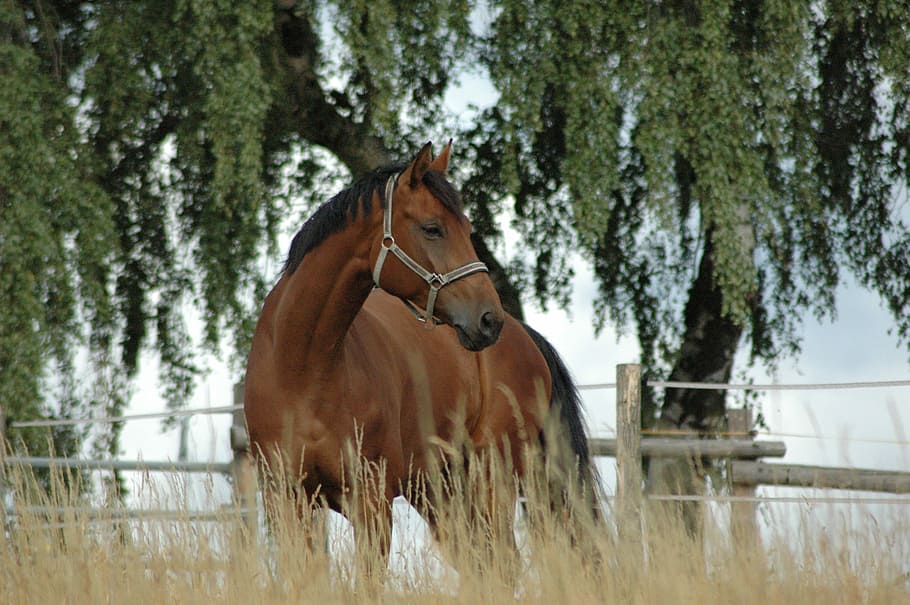 horse, coupling, meadow, livestock, animal, tree, animal wildlife HD wallpaper