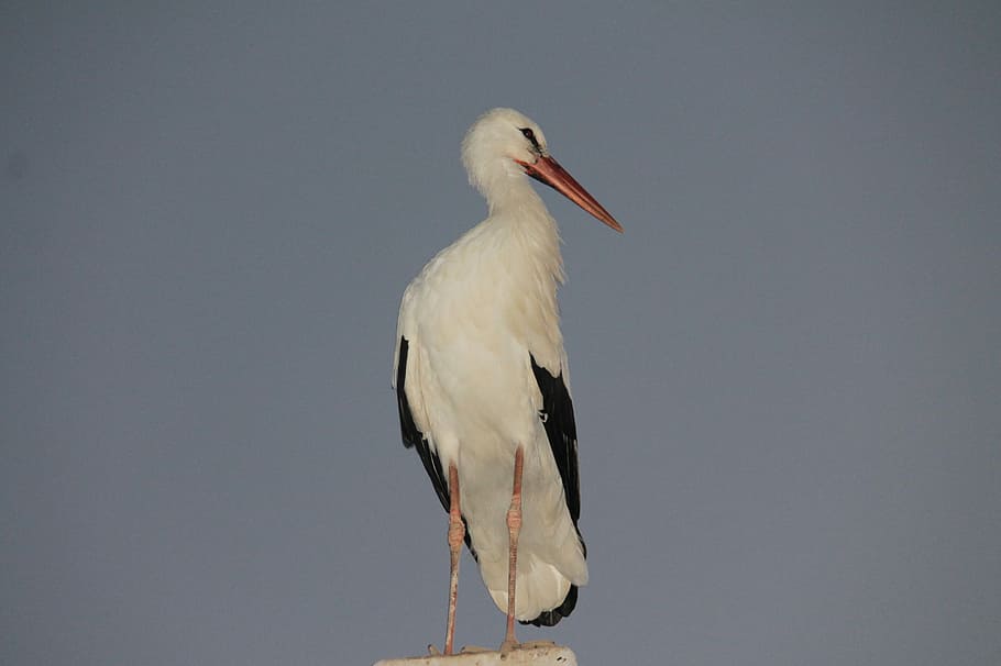 Stork, Bird, Fly, one animal, animals in the wild, animal wildlife HD wallpaper