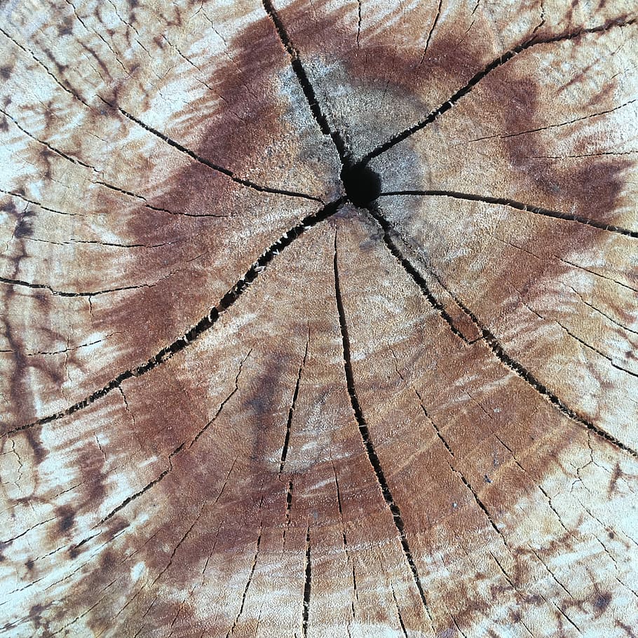 Wood, Trunk, Tree, Cut, Texture, cut trunk, cracks, nature HD wallpaper