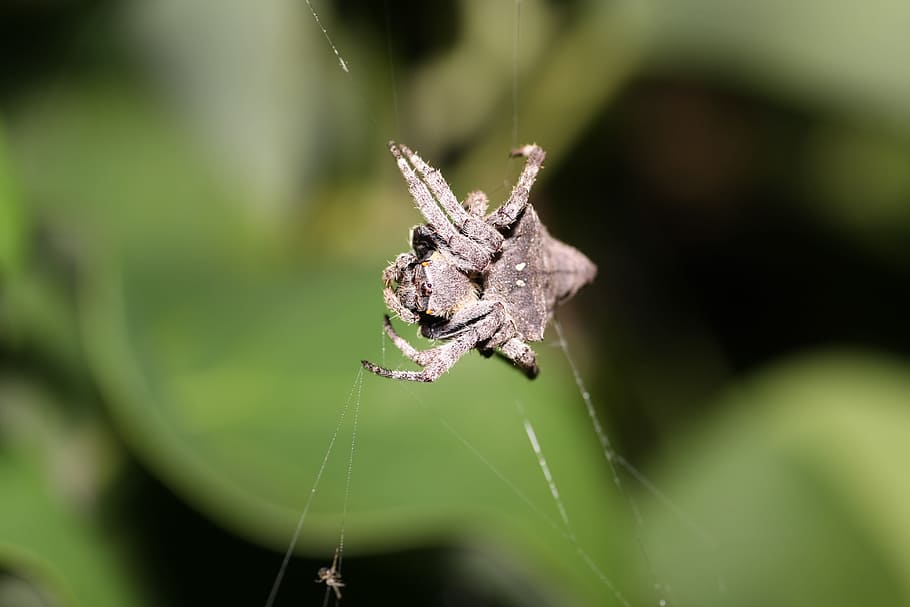 triangle ghost spider, ecology, natural, invertebrate, insect, HD wallpaper