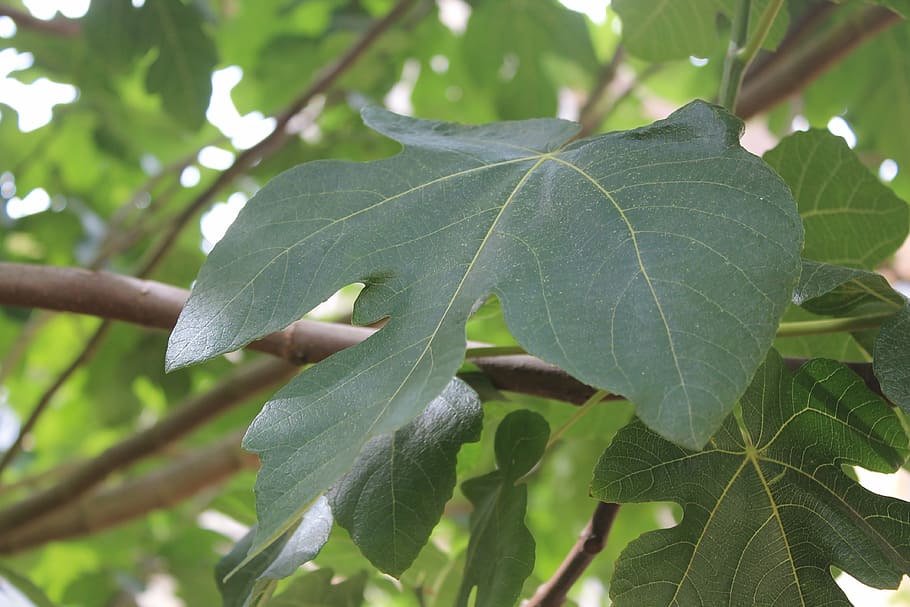 leaf, fig tree, foliage, nature, plant, plant part, green color HD wallpaper