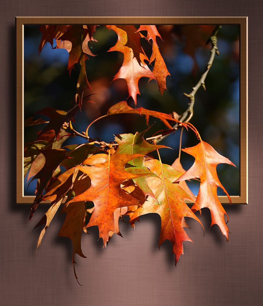 orange leaves 3D painting, maple leaves, branch, frame, image HD wallpaper