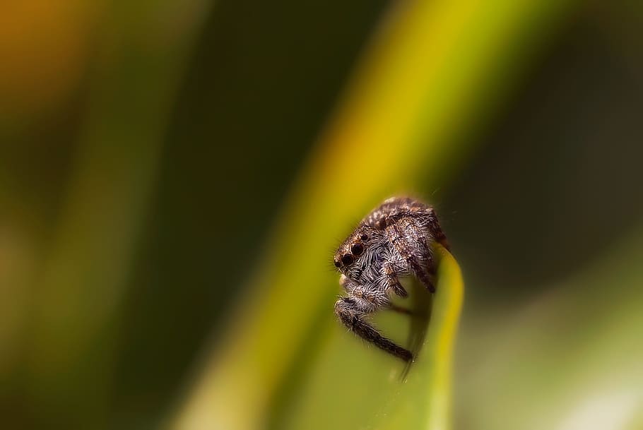 macro, spider, nikon, insects, spiders, web, arachnids, vegetale HD wallpaper