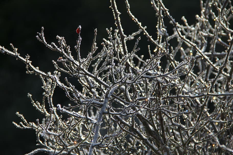 tree, cold, nature, frost, winter, cold temperature, snow, branch HD wallpaper