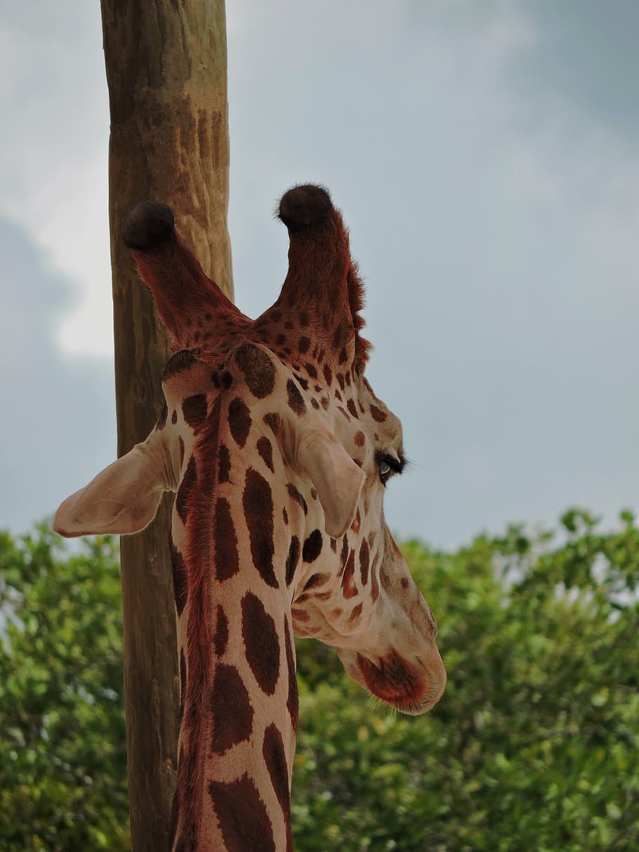 giraffe, tall, spots, long, neck, big, eyes, eyelashes, looking HD wallpaper