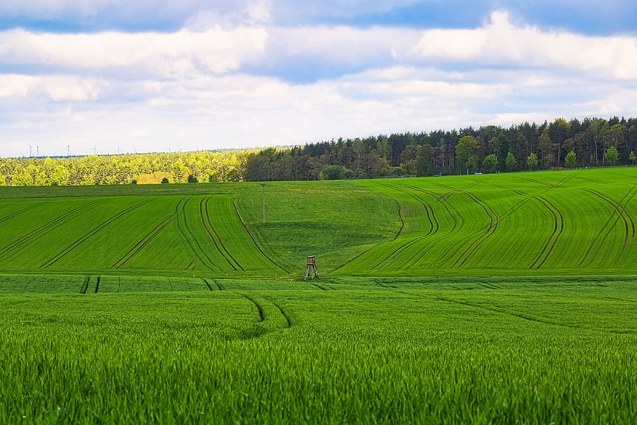 fields, forests, sky, landscape, spring, hill, grass, green HD wallpaper