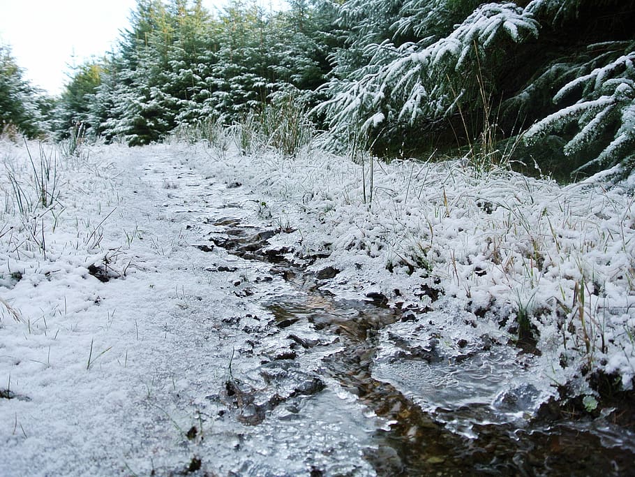 Snow, Forest, Ice, Trees, Winter, Nature, white, outdoor, pine HD wallpaper