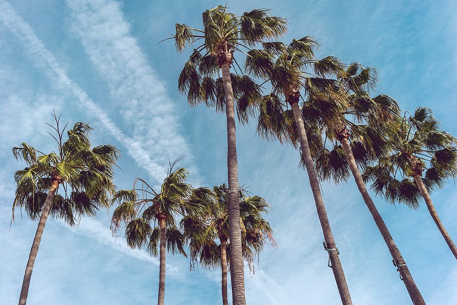 seven coconut trees at daytime, low-angle photography of palm trees HD wallpaper