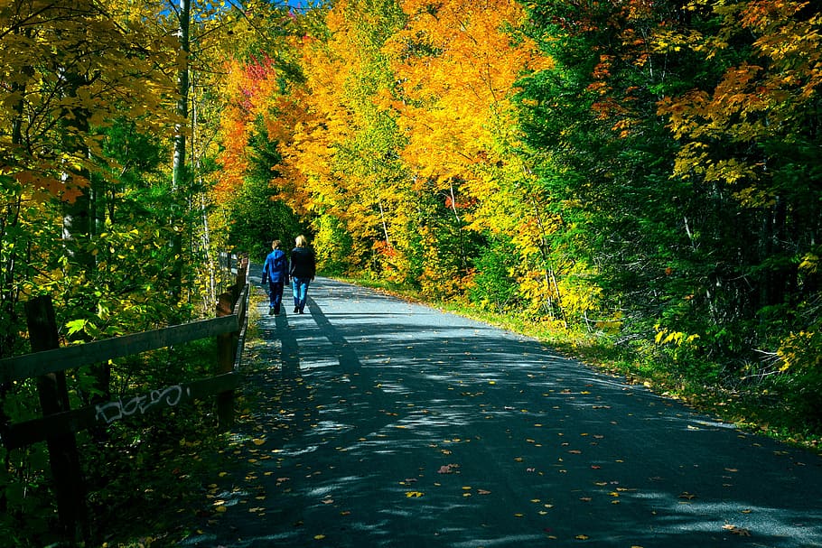 fall, market, path, leaves, relaxation, red, orange, forest HD wallpaper