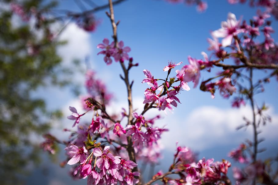 Sakura, Flower, Blossom, Spring, Floral, tree, nature, pink Color, HD wallpaper