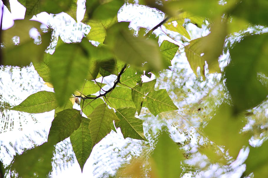 sky, tree, leaves, background, nature, branches, trees, green HD wallpaper