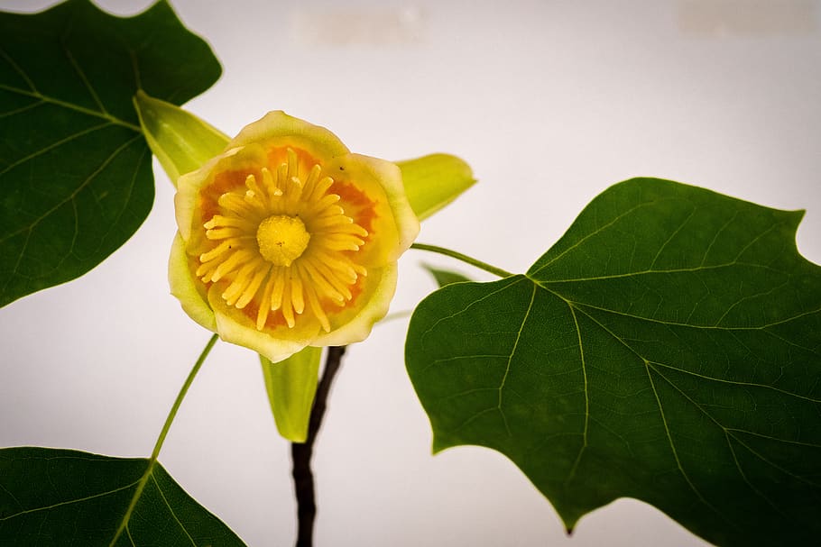 tulip tree, spring, flower, blossom, leaf, plant part, flowering plant HD wallpaper