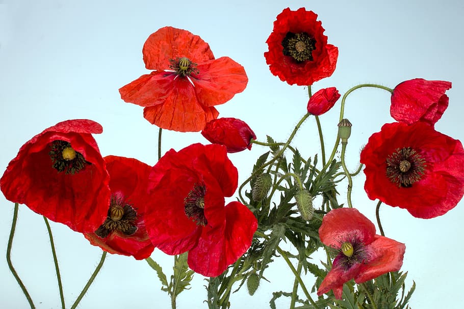 poppy, klatschmohn, macro, red, poppy flower, plant, vulnerability HD wallpaper