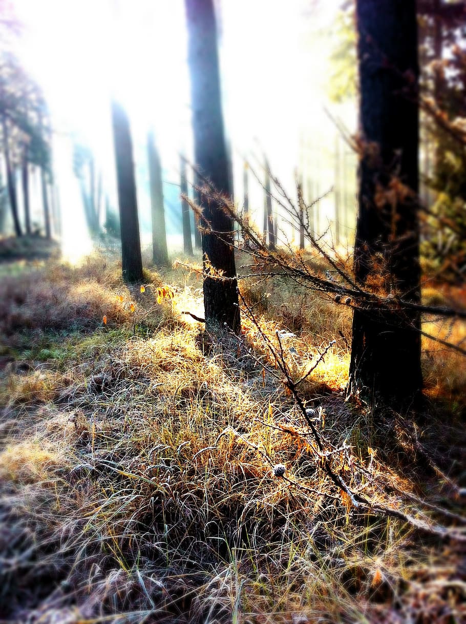 Forest, Sunbeam, Winter, Back Light, light beam, firs, morning HD wallpaper