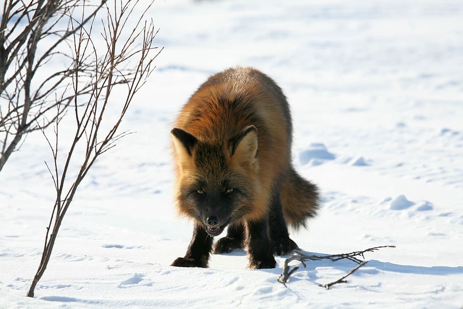 brown fox on snow field, Predator, Wild Beast, Hunger, Road HD wallpaper
