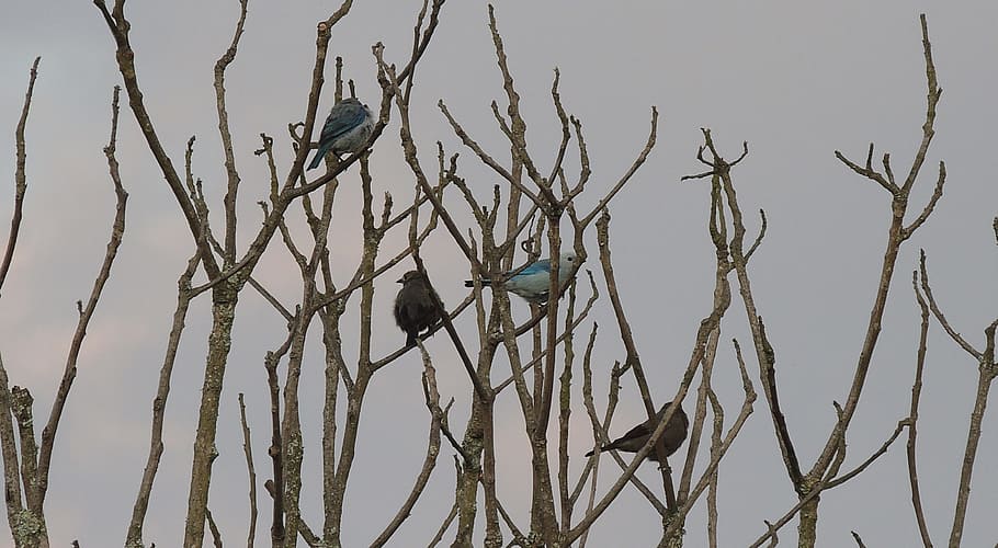birds, trees, vertebrate, animals in the wild, perching, branch HD wallpaper