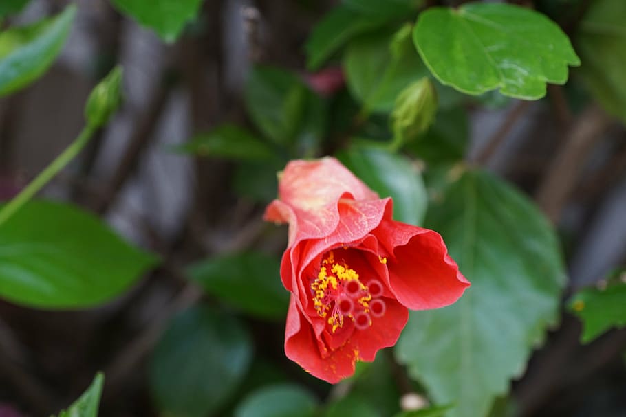 hibiscus, flower, red, flowering plant, beauty in nature, freshness HD wallpaper