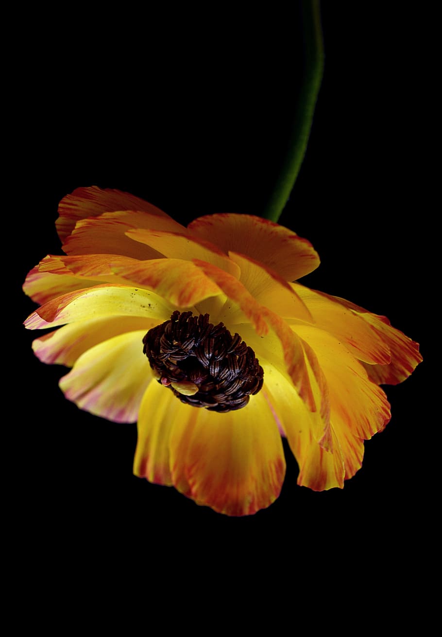 macro photography of yellow poppy flower, Ranunculus, Orange, Blossom